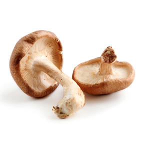 Extrait de champignon shiitake 