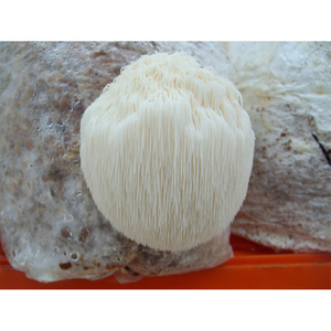 Poudre de champignon Hericium Erinaceus