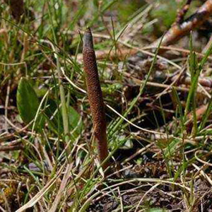 Poudre d'extrait de mycélium Cordyceps Sinensis