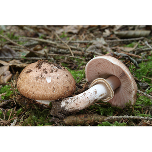 Poudre de champignon Agaricus Blazei
