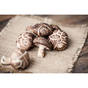 Poudre d'extrait de champignon shiitake