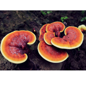 Extrait de champignon Reishi