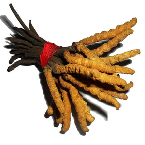 Poudre de mycélium Cordyceps Sinensis