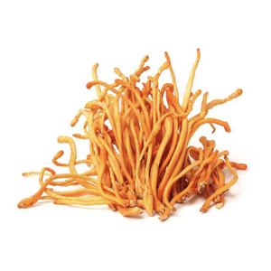 Poudre de Cordyceps Militaris