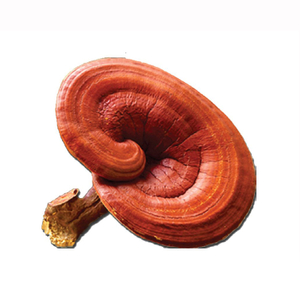 Extrait de champignon Ganoderma Lucidum