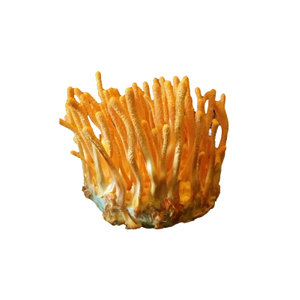 Poudre de champignons Cordyceps Militaris